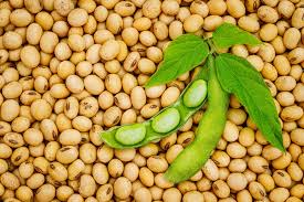 Soy Bean
